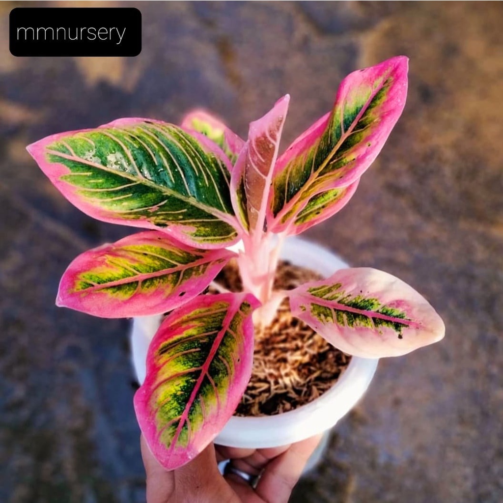 Tanaman Hias Aglonema Lotus Delight/ (BISA COD) / Tanaman Hias Aglaonema Bunga Hidup Murah Bukan Bon