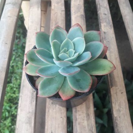 Sukulen Echeveria Sagita Lemon JUMBO