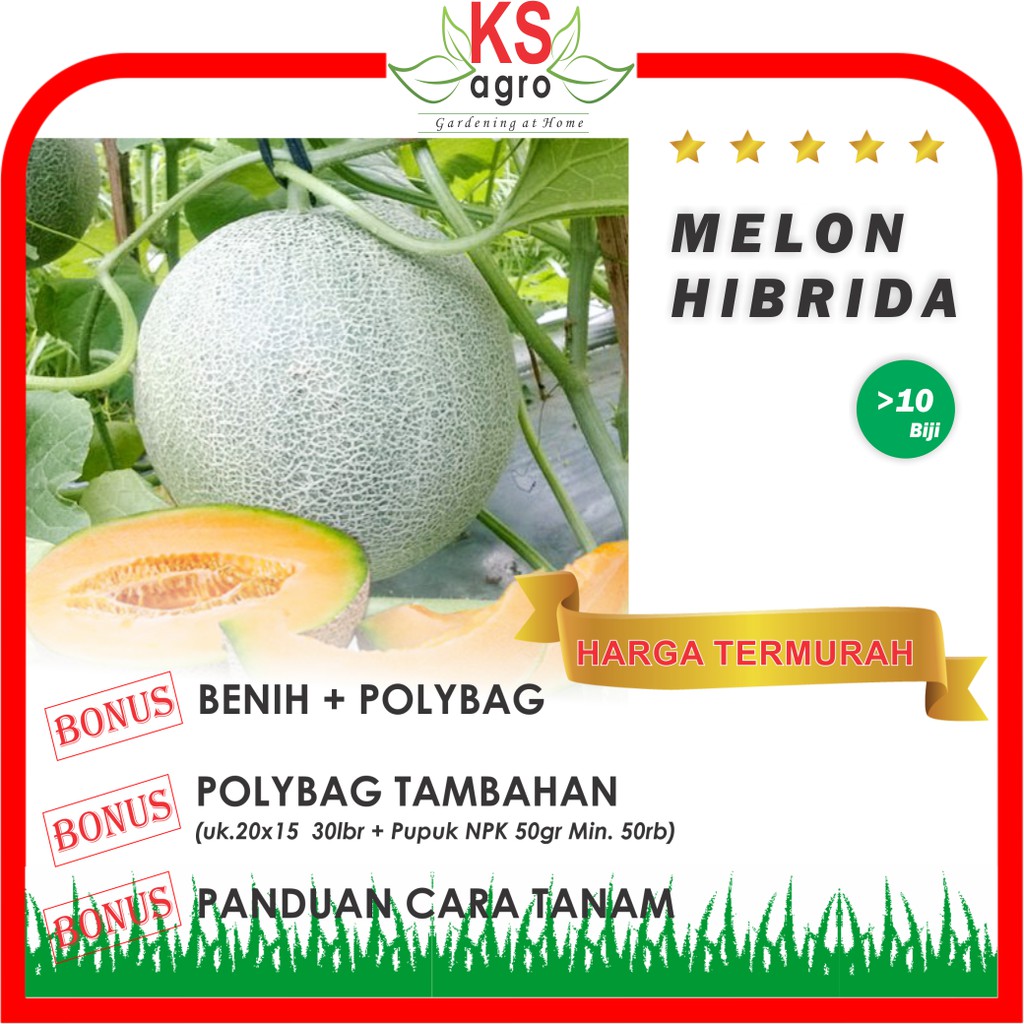 BENIH MELON HIBRIDA BIBIT BUAH UNGGUL