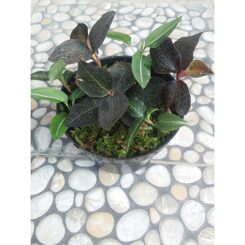 jewel orchid