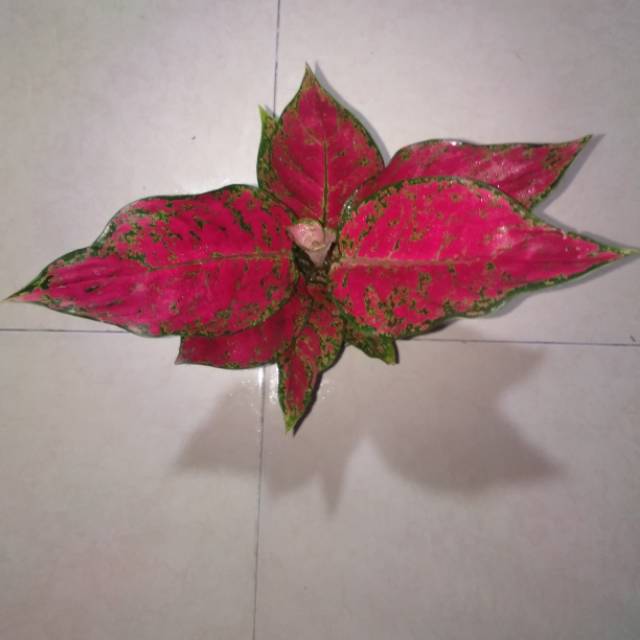 Aglaonema red king