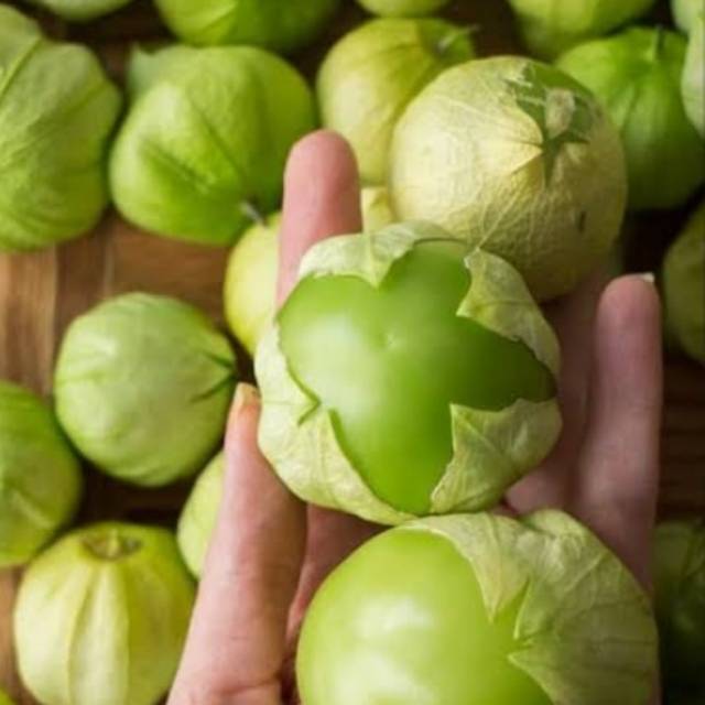 Bibit ciplukan jumbo