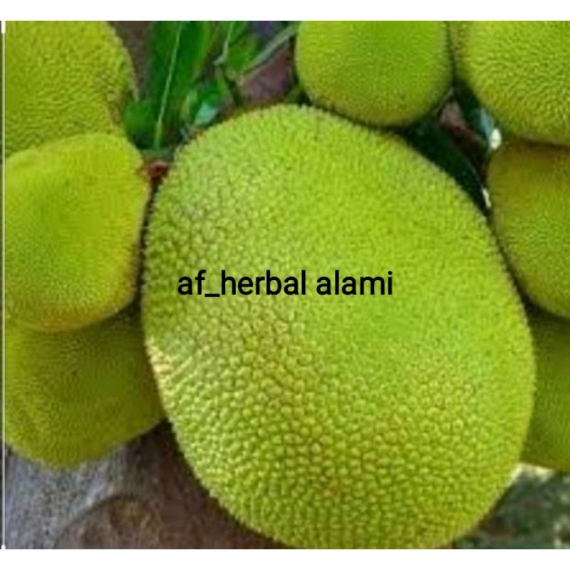 

Nangka muda 1kg