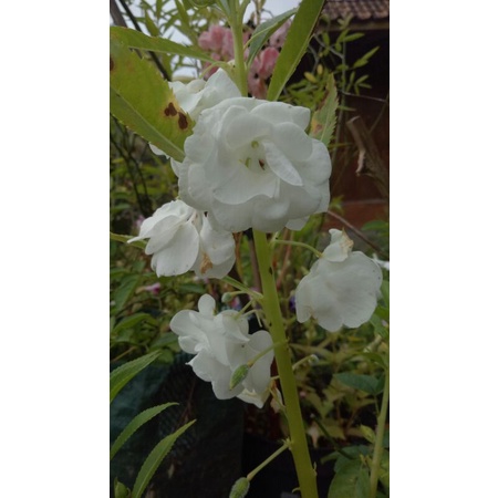 Pacar Air Tumpuk Putih