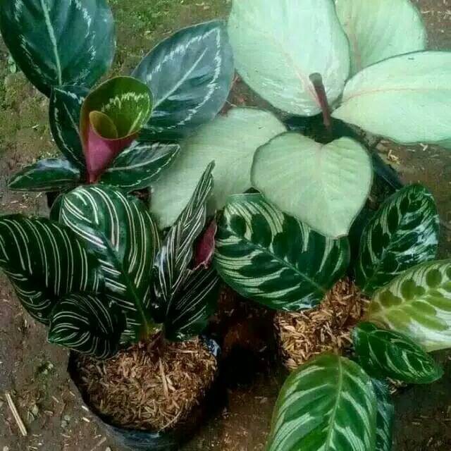 Paket calathea paket tanaman murah silper back silper plat ornata makoyana