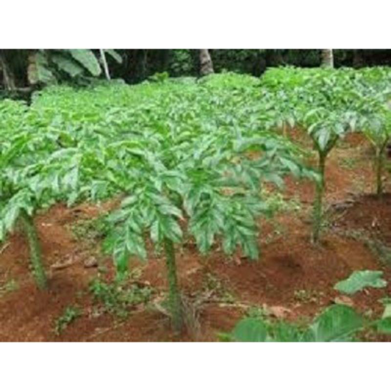 bibit iles iles umbi kuning original