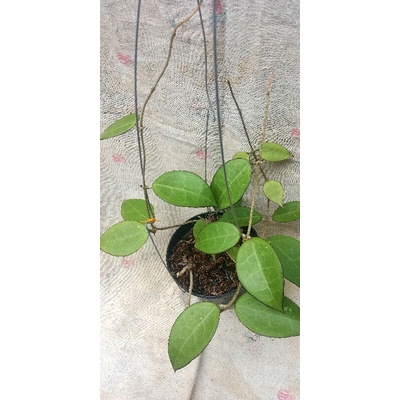 tanaman hoya verticitilata sp nganjuk