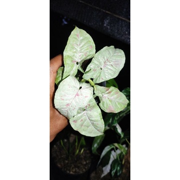 syngonium Milk Confetti