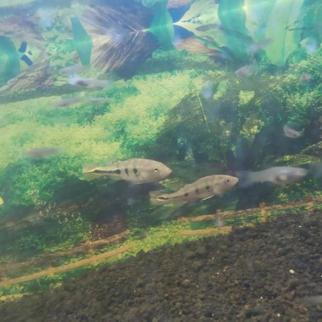 Ikan Hias Pbass Peacock Bass Monocolus Mono Aquarium Aquascape