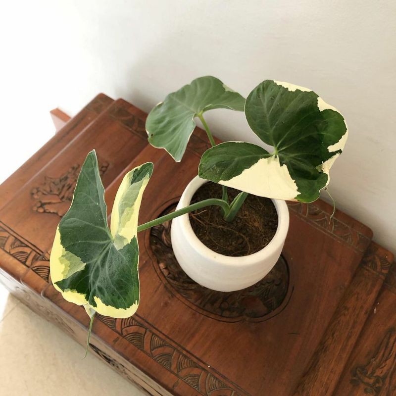 Alocasia Stingray Variegated / keladi mickey