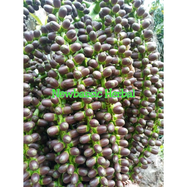 

mayang aren buah aren muda fresh 500 gram