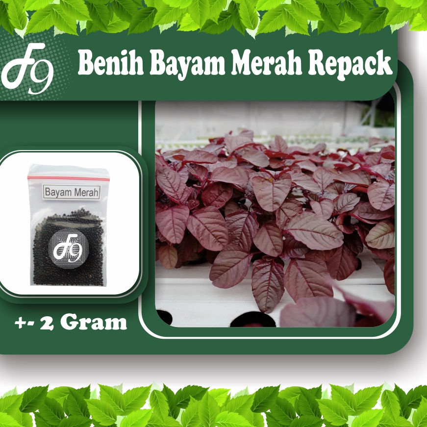 Benih Bibit Bayam Merah Murah Repack Seribuan