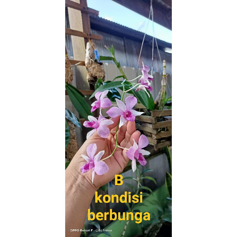 Paket murah Anggrek mantangai berbunga