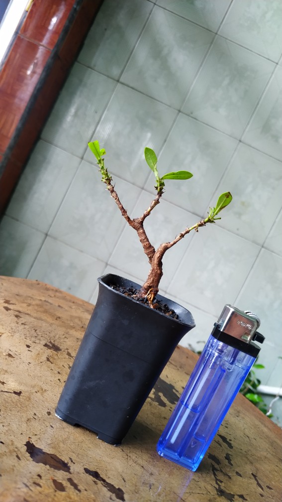 Pot Kotak Cantik Super Quality Mini