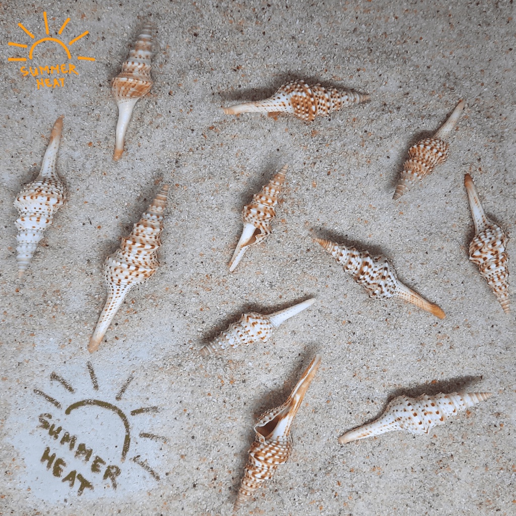 TAMBAHAN HIASAN | Kerang Nikobar (Besar - Ekstra Besar) | Nicobar Spindle Shell (Large - Xtra Large)