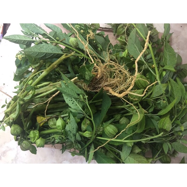 

daun ciplukan segar 1kg