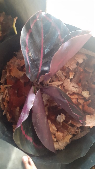 Tanaman Hias Calathea Murah Calathea Black Lipstik