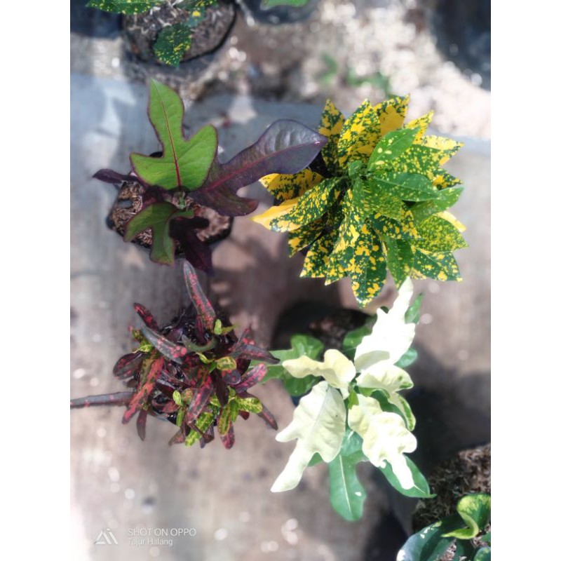 Tanaman hias puring paket murah 4 jenis - Bibit pohon puring