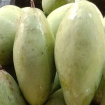 

Buah Mangga Lokmai/Mangga Chiang Mai Mangga Thailand /3kg