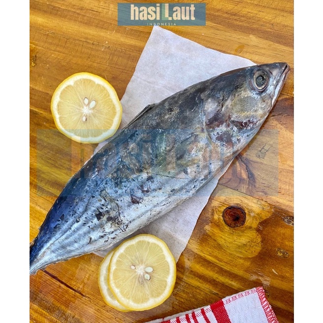 

Cakalang PREMIUM Fresh and Frozen