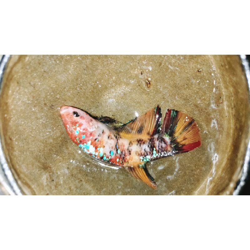 Cupang Female/Betina Giant Multi BO 5,8