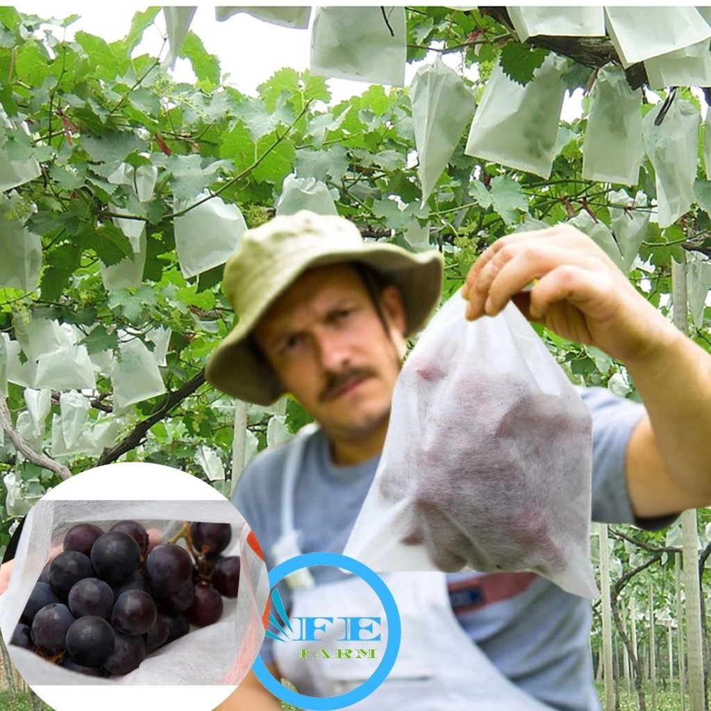 Fruit Cover Pembungkus Buah Brongsong Anggur Kelengkeng Jambu Mangga FEFARM