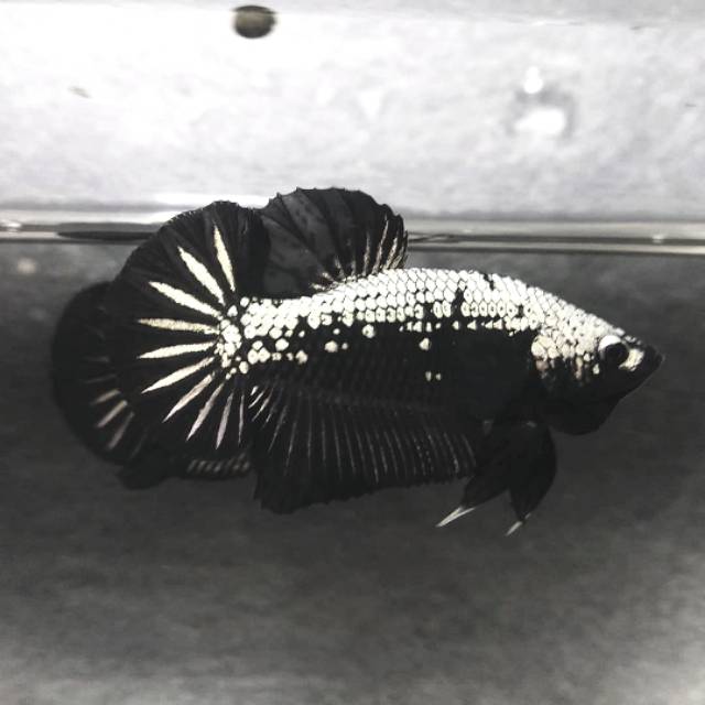 45 Gambar Ikan Cupang Black Samurai Gratis Terbaik