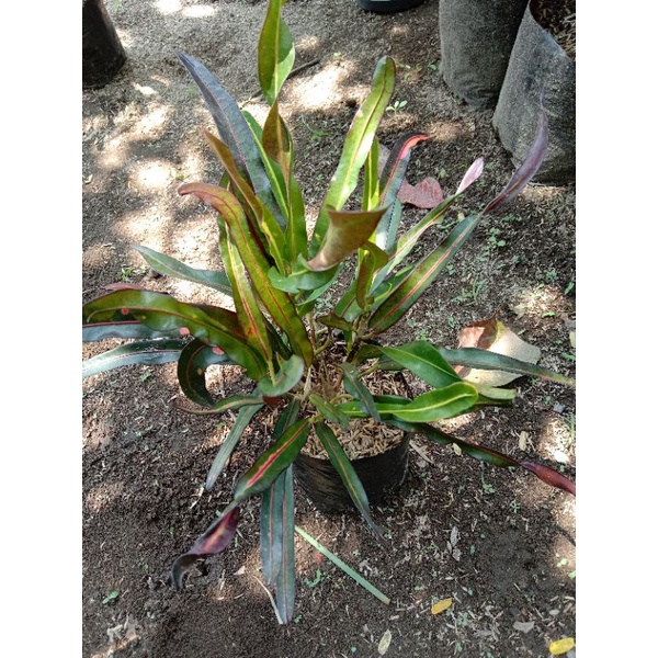 Tanaman hias bunga hidup puring Bor merah murah meriah