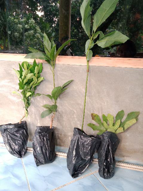 Bibit Tin Green Yordan Mumer