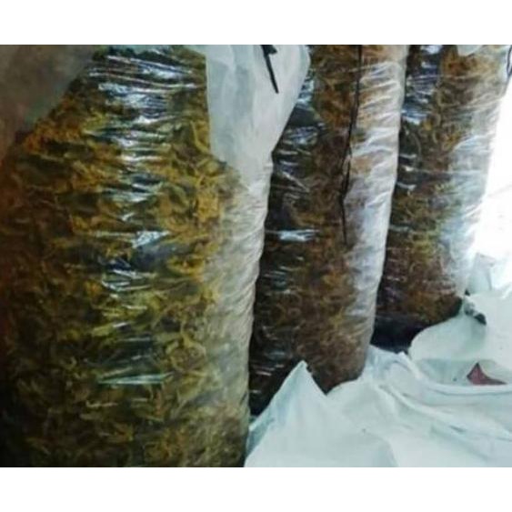 

Diskon>>[12.12] Keripik Belut super renyah kiloan terMURAH 1kg !!