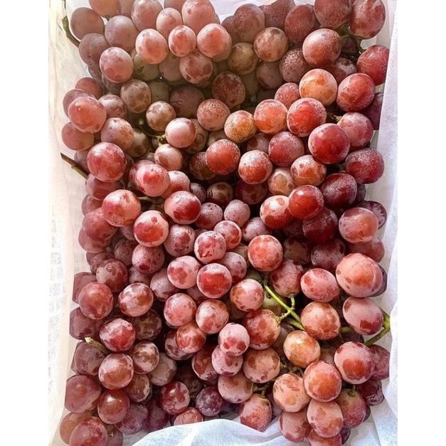 

BUAH ANGGUR REDGLOBE 500GRAM/buah anggur redglobe fresh 500gram