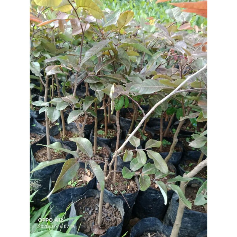 kelengkeng merah // bibit kelengkeng merah