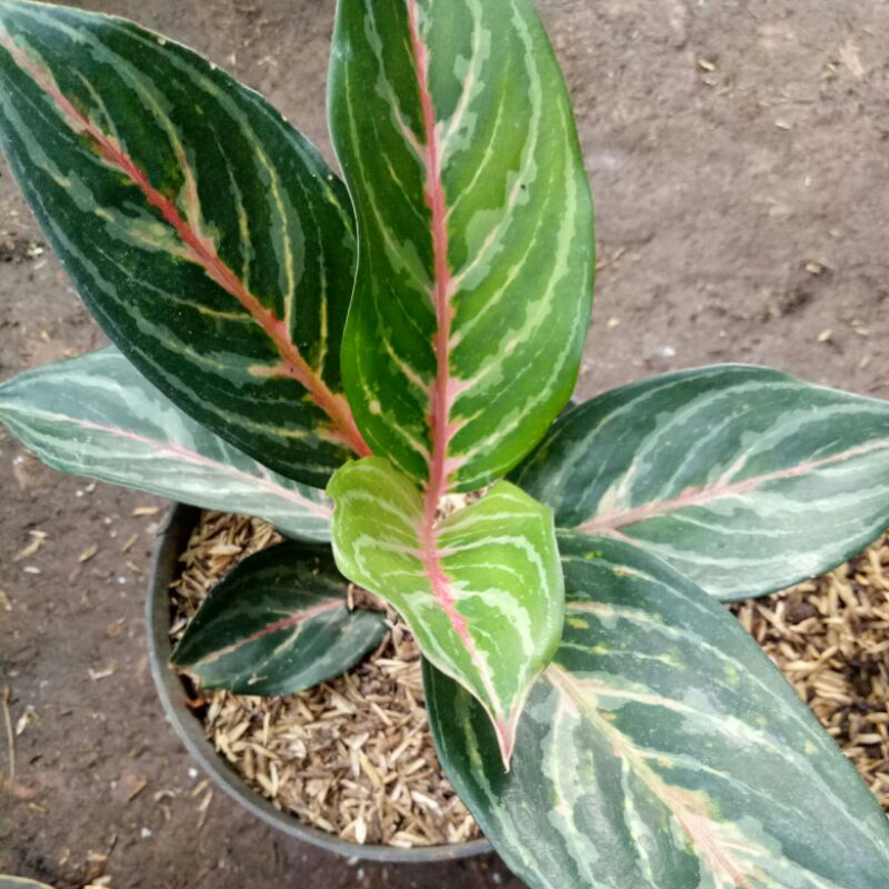 promo aglonema gajah mada -tanaman hias aglonema gajah mada-Aglaonema Gajah mada-PROMO Gajah Mada