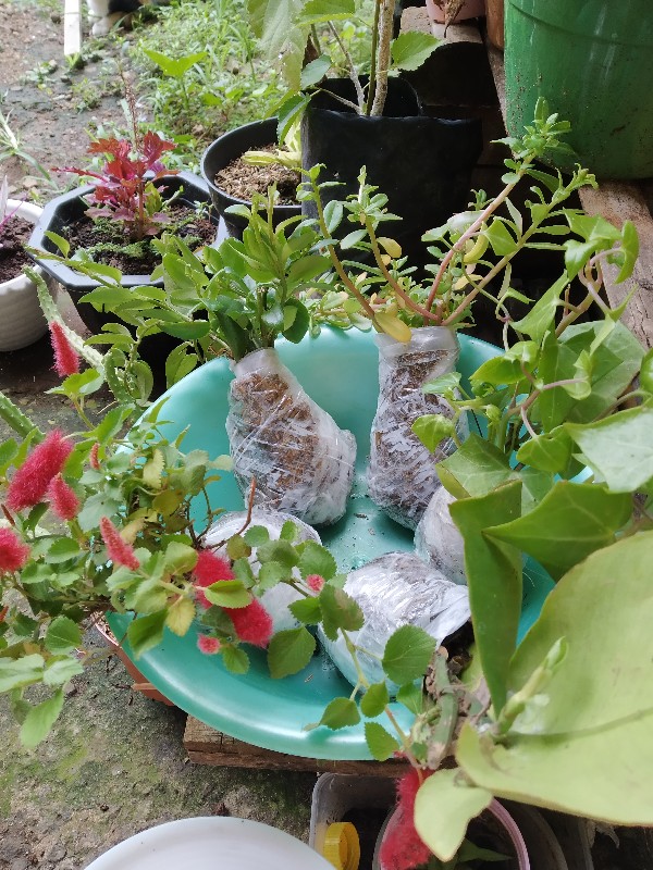 Tanaman Hias Gantung Bunga Ivy Varigata / Hedera Helix Glacier