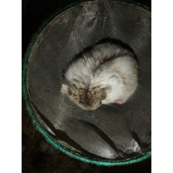 Box Hammy Ready to Delivery✅