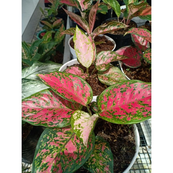 AGLONEMA DUT ANJAMANI (remaja)