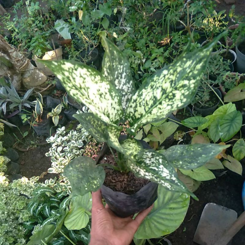 Aglonema snow white