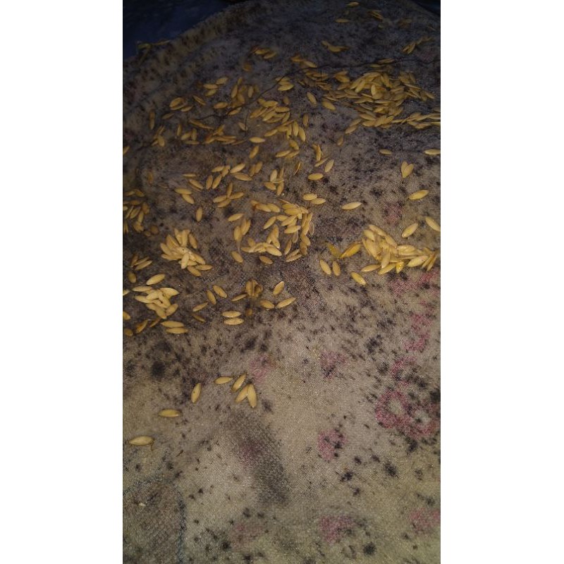

benih cimun lokal Gayo Lues