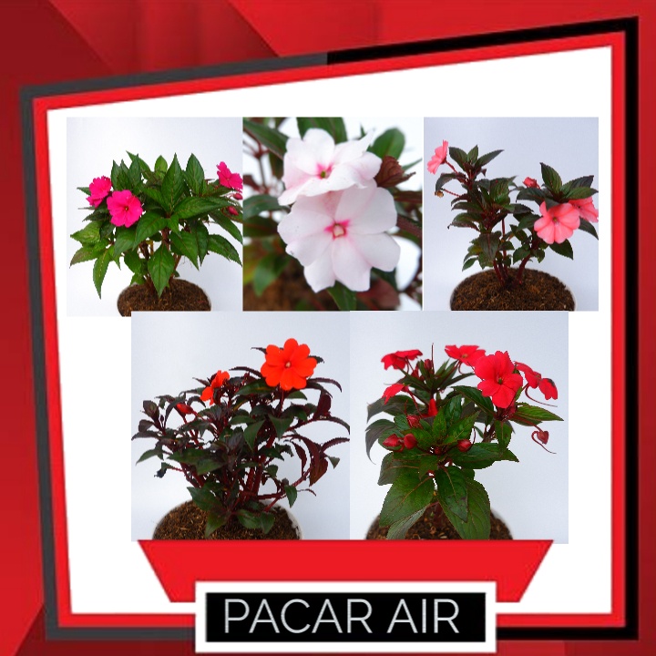 Tanaman Hias Pacar Air - Bunga Pacar Air