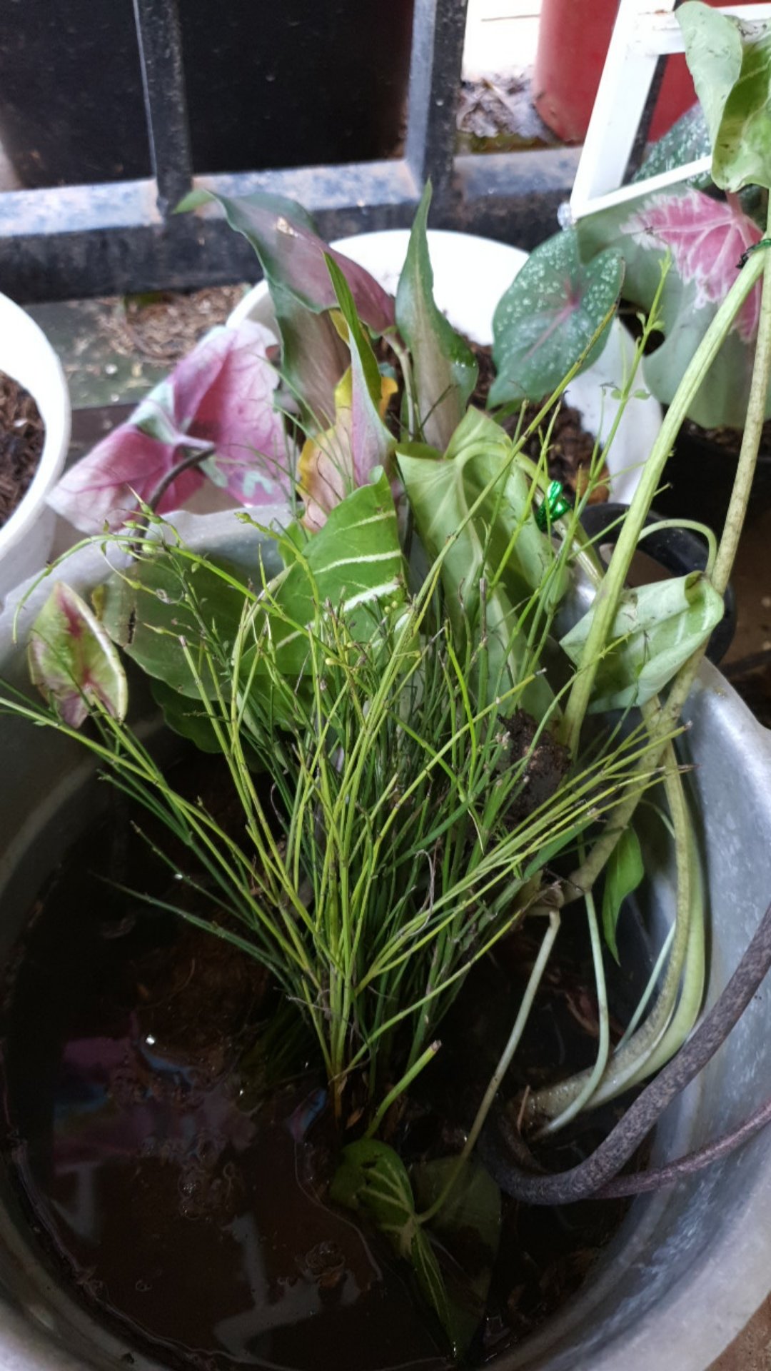 Tanaman Hias Gantung Air Mancur Bunga Putih