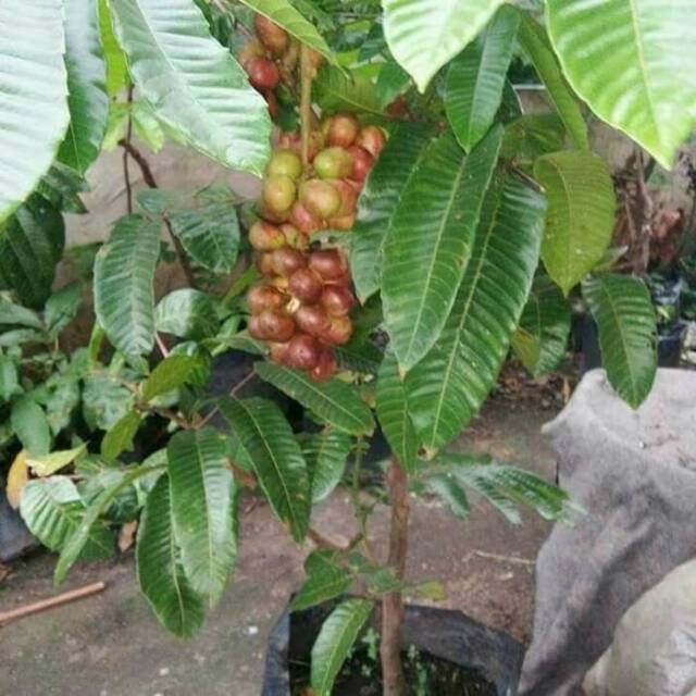 Bibit Buah Matoa-Bibit Tanaman Buah Matoa Super-Bibit Matoa Cepat Berbuah