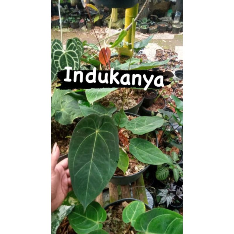 KUPING GAJAH FORGETII/BABY FORGETI ORI/ANTHURIUM FORGETII
