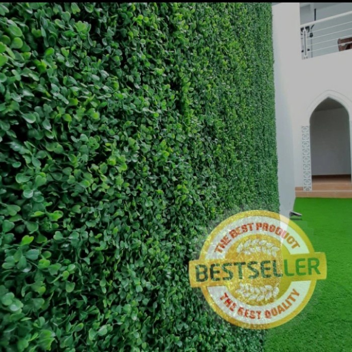 tanaman rambat dolar sintetis / tanaman dolar sintetis