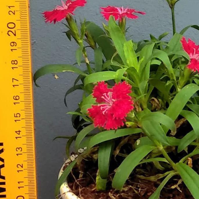 Dapatkan Tanaman Hias Bunga Anyelir Bunga Merah Dianthus Rockin Red Segera Beli Shopee Indonesia