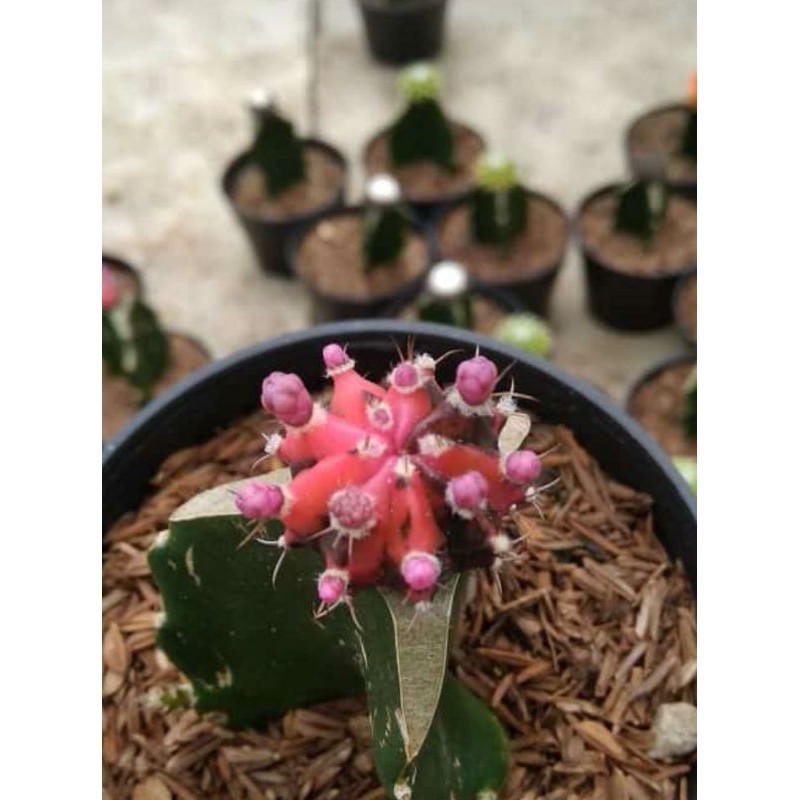 Gymno BlackPink + pot + media