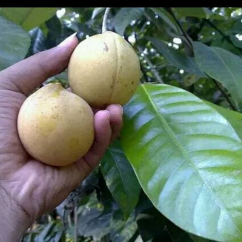 

buah pala asli bogor 1 kg