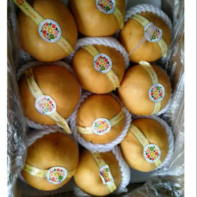 Jual Buah Pear Singo Ganda Segar Dan Sehat Per Box 10 Kg Rp 260000 Shopee Indonesia 