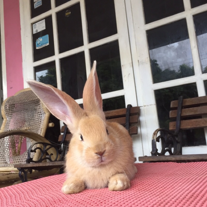 kelinci flemish giant betina 4