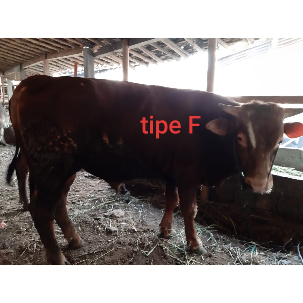 hewan qurban sapi f bobot 400 450 kg gratis ongkir jabodetabek joglosemar bandung kurban online mura