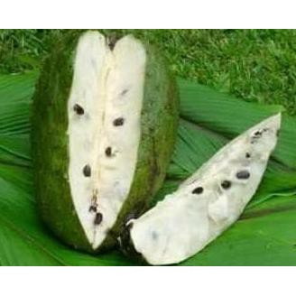

RESTOCK* BIBIT TANAMAN BUAH SIRSAK RATU DWARF ~(@@)~ CAPS